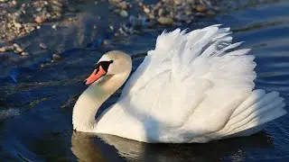 10 Fun Facts About Swans That Will Blow Your Mind