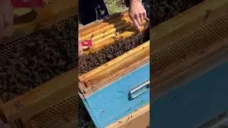 Пересадка пчёл в улей 