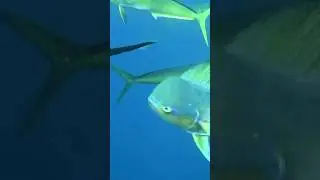 Махи Махи кушает #махимахи #махирыба #фуджейрарыбалка