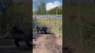 Папа vs Кабан ‼️