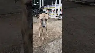 даже лень чесаться