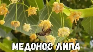 Удивительный медонос липа