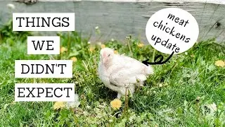 Meat Chicken Update | RAISING MEAT CHICKENS ON PASTURE |  Bumblebee Apothecary