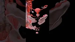 ✨ Uterine anatomy ♀️