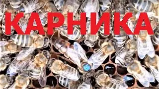 Снова про плодных маток F1 Карника