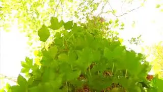 Събрали се - народна песен