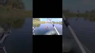 С таким окунем и щуки не надо 
