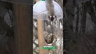 Хитрая белка-воришка 🐿️ #животные #милыеживотные