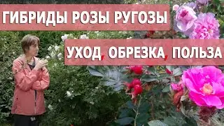 Сорта, агротехника, уход – в гостях у питомниковода Ольги Чиненковой