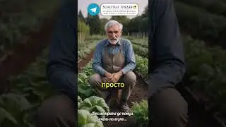 КАРТОФЕЛЬ БЕЗ КОПАНИЯ: новый способ 