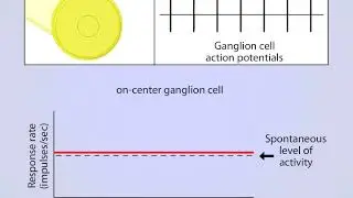 Information Processing in the Retina