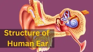 Human ear structure and function, Human ear structure and function class 9, Structure of Human ear