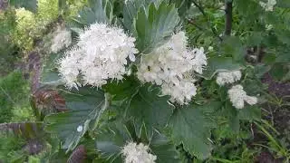 Видео футаж.Free Video Footage(Mountain ash blooms)КУСТ ЦВЕТУЩЕЙ РЯБИНЫ.