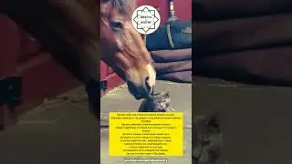 Награда полагается за доброе отношение ко всему живому» (Бухари).#bratyaisestry
