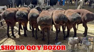 SHO'RO QO'Y BOZOR HAMMA ZOT QO'ZI QO'CHQORLA TUSHGAN. 23 августа 2024 г. VIDEO UCHUN UZUR SO'RIMAN