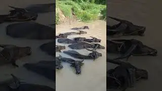 Kerbau Super Mandi Di Sungai Yang Dalam