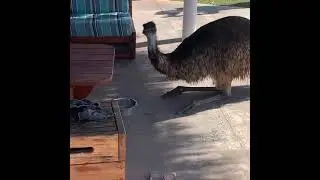 Emu having a drink from the dog's water bowl