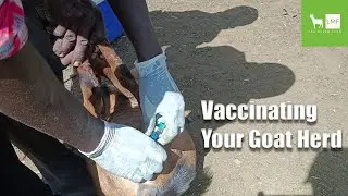 Vaccinating Your Goat Herd