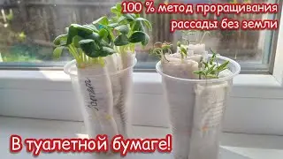 СОВЕТ: 🥬как проращивать рассаду в 