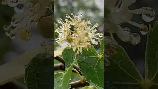 Цветение липы . Чай из соцветий липы