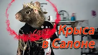 Крыса в Салоне