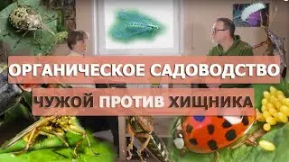 Насекомые в саду: хороший, плохой, злой.