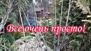 Как зимой в череночнике.Растения в горшках зимой.Хвойные в горшках.Сад.Ландшафтный дизайн.Дача .