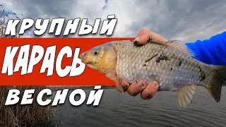 КРУПНЫЙ КАРАСЬ В АПРЕЛЕ. Ловля карася на фидер в черте города