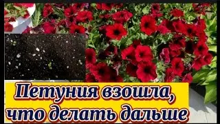 🌺ПЕТУНИЯ🌺Что делать после всходов...