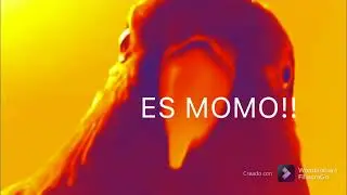 Loro rojo meme #1