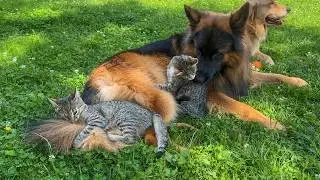 Kitten Raised By German Shepherd Uses Him As A Pillow