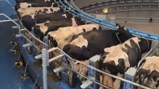 Cows rotary milking parlour first day milk 