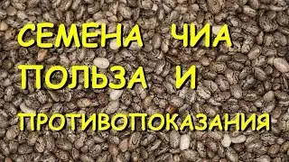 Семена чиа. Полезные свойства и противопоказания.