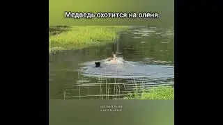 Медведь охотится на оленя