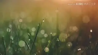 Фейхоа (мем #1)