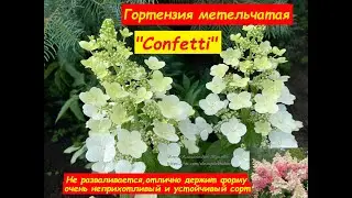 Гортензия метельчатая Конфетти Hydrangea paniculata Confetti  Восхитительная ажурная гортензия