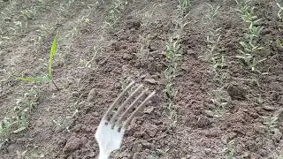 Жертва ютуба, огляд теплиці 2023.