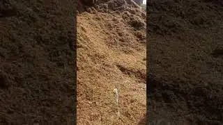 ДОНЛИ  СИЛОС  ЧИНОЗДА   Кг . 700 , сўм 🏃📞 +998 97 609 70 95
