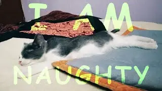 BEST CAT CATCHING TOYS #catplaying #cattoys