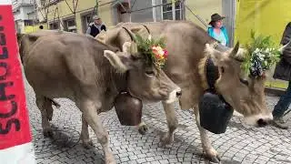 Swiss cow descent (alpabfahrt or désalpe) in Altdorf, Uri, Switzerland