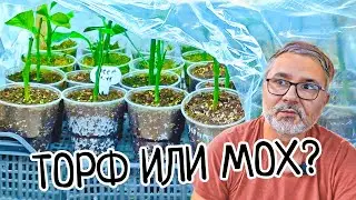 Какой ГРУНТ для укоренение черенков ТОРФ или МОХ! Вот это РЕЗУЛЬТАТ! Лучшие саженцы лимона мейера.
