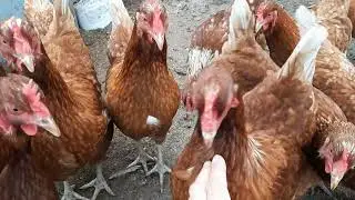 Поливной день. Акварин+Цеце.