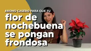 Abono casero para que tus flores de Nochebuena duren todo el año | PLANTÍVORAS