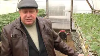 ПРо рассадный метод выращивания капусты, томатов и виолы