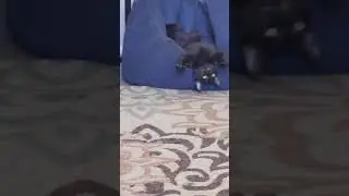 Cat Laying Upside Down On Blue Bean Bag