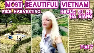 MOST BEAUTIFUL RICE TERRACES HARVEST North VIETNAM HOANG SU PHI Easy Rider HA GIANG BIKE by ADEYYO