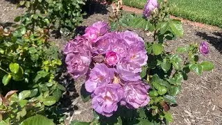 A bit of Purple