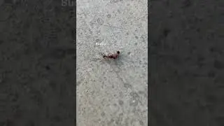 Backyard Story - Ant Hesitated to Carry His Dead Friend Home