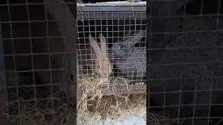 Adorable rabbits😍😘🥰#shorts