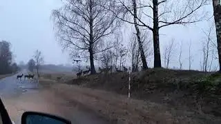 🦌🦌🦌Стадо оленей под Витебском, 27.01.2020. Много оленей под Верхнедвинском, очень красиво👍👍👍